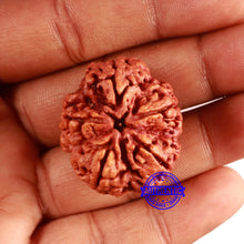 Load image into Gallery viewer, 5 Mukhi Rudraksha from Nepal - Bead No. 392