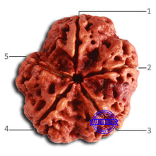 Load image into Gallery viewer, 5 Mukhi Rudraksha from Nepal - Bead No. 394