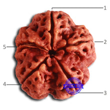 Load image into Gallery viewer, 5 Mukhi Rudraksha from Nepal - Bead No. 395