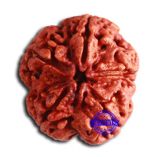 Load image into Gallery viewer, 5 Mukhi Rudraksha from Nepal - Bead No. 395