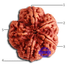 Load image into Gallery viewer, 5 Mukhi Rudraksha from Nepal - Bead No. 396