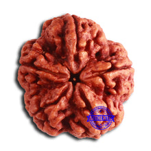 Load image into Gallery viewer, 5 Mukhi Rudraksha from Nepal - Bead No. 396