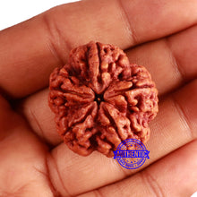 Load image into Gallery viewer, 5 Mukhi Rudraksha from Nepal - Bead No. 396