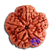 Load image into Gallery viewer, 5 Mukhi Rudraksha from Nepal - Bead No. 397