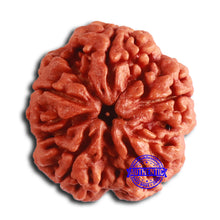 Load image into Gallery viewer, 5 Mukhi Rudraksha from Nepal - Bead No. 398