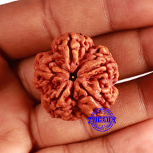 Load image into Gallery viewer, 5 Mukhi Rudraksha from Nepal - Bead No. 399