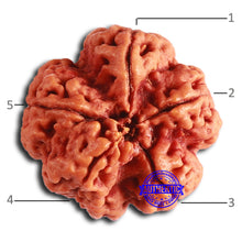 Load image into Gallery viewer, 5 Mukhi Rudraksha from Nepal - Bead No. 400