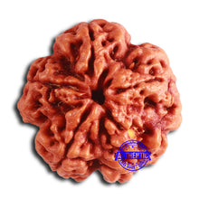 Load image into Gallery viewer, 5 Mukhi Rudraksha from Nepal - Bead No. 400