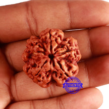 Load image into Gallery viewer, 5 Mukhi Rudraksha from Nepal - Bead No. 400