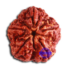 Load image into Gallery viewer, 5 Mukhi Rudraksha from Nepal - Bead No. 403