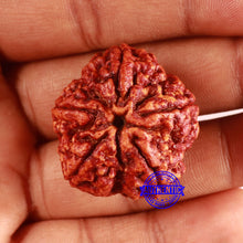 Load image into Gallery viewer, 5 Mukhi Rudraksha from Nepal - Bead No. 403