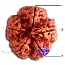 Load image into Gallery viewer, 5 Mukhi Rudraksha Ganesh from Nepal - Bead No. 404