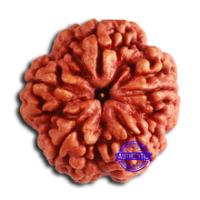 Load image into Gallery viewer, 5 Mukhi Rudraksha Ganesh from Nepal - Bead No. 404