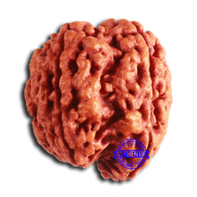 Load image into Gallery viewer, 5 Mukhi Rudraksha Ganesh from Nepal - Bead No. 404