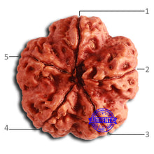 Load image into Gallery viewer, 5 Mukhi Rudraksha Ganesh from Nepal - Bead No. 405