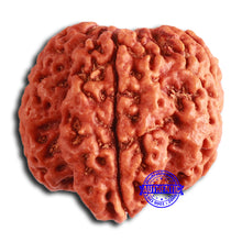 Load image into Gallery viewer, 5 Mukhi Rudraksha Ganesh from Nepal - Bead No. 405