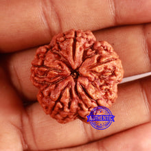 Load image into Gallery viewer, 5 Mukhi Rudraksha Ganesh from Nepal - Bead No. 405