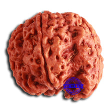 Load image into Gallery viewer, 5 Mukhi Rudraksha Ganesh from Nepal - Bead No. 405