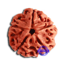 Load image into Gallery viewer, 5 Mukhi Rudraksha from Nepal - Bead No. 407