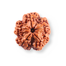 Load image into Gallery viewer, 5 Mukhi Rudraksha from Nepal - Bead No. 501