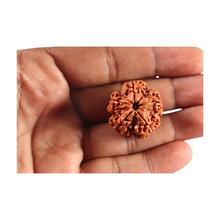 Load image into Gallery viewer, 5 Mukhi Rudraksha from Nepal - Bead No. 501