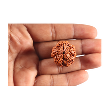 Load image into Gallery viewer, 5 Mukhi Rudraksha from Nepal - Bead No. 502