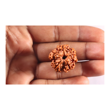 Load image into Gallery viewer, 5 Mukhi Rudraksha from Nepal - Bead No. 503