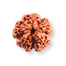 Load image into Gallery viewer, 5 Mukhi Rudraksha from Nepal - Bead No. 504