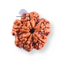 Load image into Gallery viewer, 5 Mukhi Rudraksha from Nepal - Bead No. 508