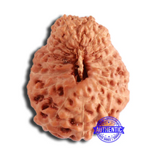 Load image into Gallery viewer, 20 Mukhi Indonesian Rudraksha - Bead 89