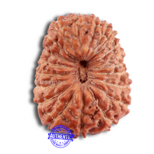 Load image into Gallery viewer, 20 Mukhi Indonesian Rudraksha - Bead 69