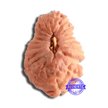 Load image into Gallery viewer, 20 Mukhi Indonesian Rudraksha - Bead 85
