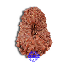 Load image into Gallery viewer, 20 Mukhi Indonesian Rudraksha - Bead 63