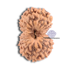Load image into Gallery viewer, 20 Mukhi Indonesian Rudraksha - Bead 47
