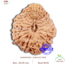 Load image into Gallery viewer, 20 Mukhi Indonesian Rudraksha - Bead 61