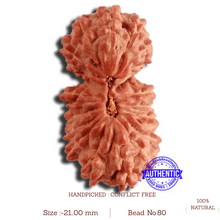 Load image into Gallery viewer, 20 Mukhi Indonesian Gaurishankar Rudraksha - Bead 80