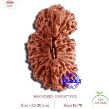 Load image into Gallery viewer, 20 Mukhi Indonesian Gaurishankar Rudraksha - Bead 79