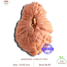 Load image into Gallery viewer, 20 Mukhi Indonesian Rudraksha - Bead 85