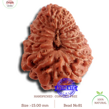 Load image into Gallery viewer, 20 Mukhi Indonesian Rudraksha - Bead 81