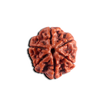Load image into Gallery viewer, 6 Mukhi Rudraksha from Nepal - Bead No. 540