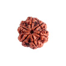 Load image into Gallery viewer, 6 Mukhi Rudraksha from Nepal - Bead No 545