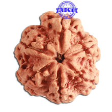 Load image into Gallery viewer, 6 Mukhi Rudraksha from Nepal - Bead No. 331