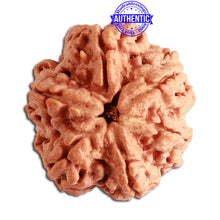 Load image into Gallery viewer, 6 Mukhi Rudraksha from Nepal - Bead No. 343
