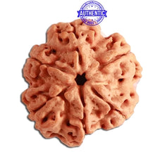 Load image into Gallery viewer, 6 Mukhi Rudraksha from Nepal - Bead No 351