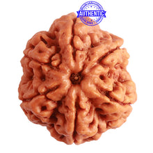 Load image into Gallery viewer, 6 Mukhi Rudraksha from Nepal - Bead No. 391