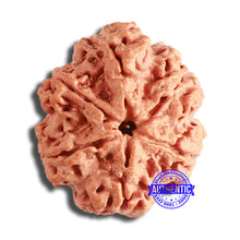 Load image into Gallery viewer, 6 Mukhi Rudraksha from Nepal - Bead No. 427