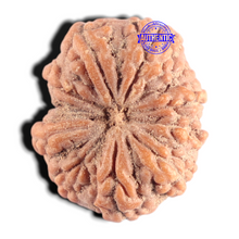 Load image into Gallery viewer, 10 Mukhi Rudraksha from Indonesia - Bead No. 6