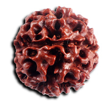 Load image into Gallery viewer, 6 Mukhi Hybrid Rudraksha - Bead No. 65