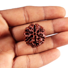 Load image into Gallery viewer, 6 Mukhi Hybrid Rudraksha - Bead No. 66