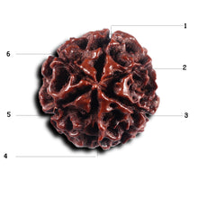 Load image into Gallery viewer, 6 Mukhi Hybrid Rudraksha - Bead No. 68